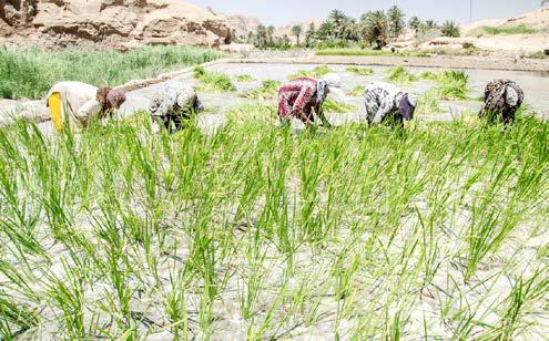 مجوز برنج‌کاری در سال کم بارش