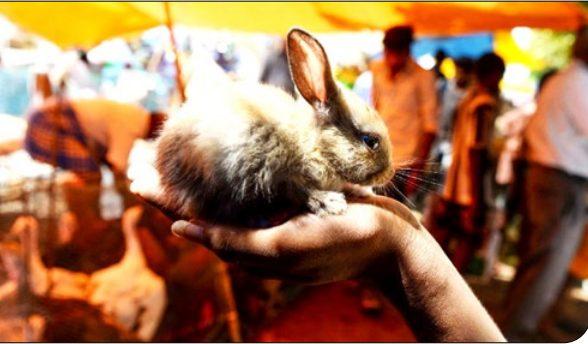 رد ویروس کرونا در راسوها و خرگوش‌ها