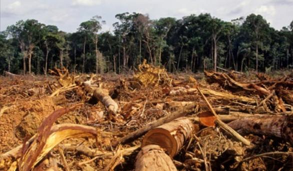 مذاکره با دشمن محیط زیست برای نجات آمازون