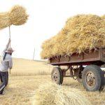 فقط یک سوم کشاورزان گندم خود را تحویل دولت داده‌اند