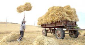 فقط یک سوم کشاورزان گندم خود را تحویل دولت داده‌اند