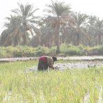 وزارت کشاورزی با کشاورزان خوزستان هماهنگ نیست