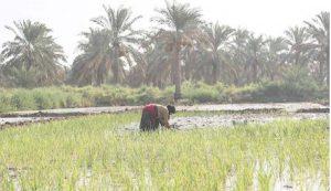 وزارت کشاورزی با کشاورزان خوزستان هماهنگ نیست