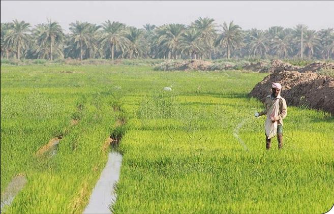 برنج‌کاری در زمین تشنه خوزستان