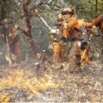 جهان با آتش جنگل‌ها چه می‌کند