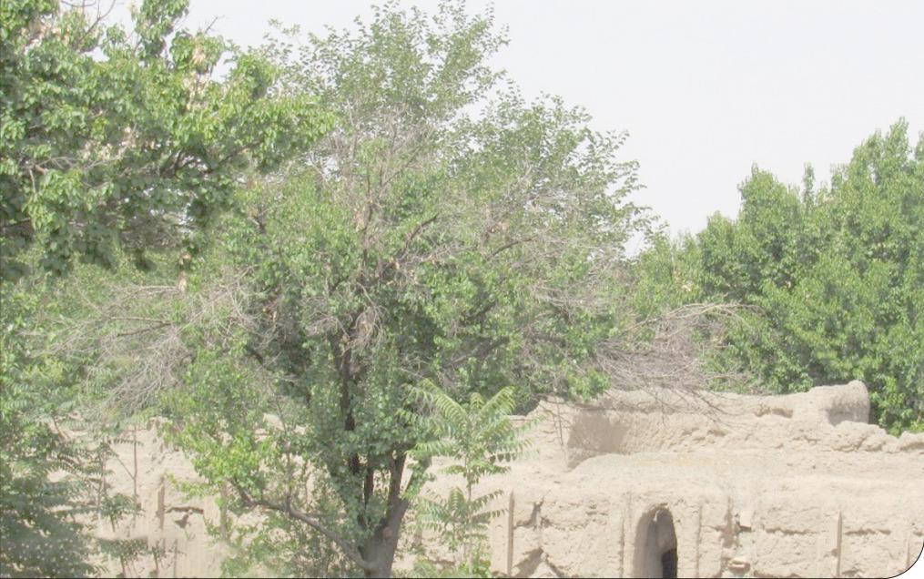 باغ قاجاری شوکت‌آباد، آباد نیست