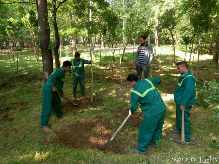 جابه‌جایی درختان چیذر قانونی بود؟