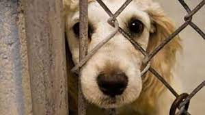 درخواست تصویب قانون مجازات سنگین برای حیوان‌آزاری