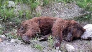 لاشه یک خرس قهوه‌ای در کوهرنگ پیدا شد