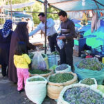 انقراض درکمین گونه های گیاهی