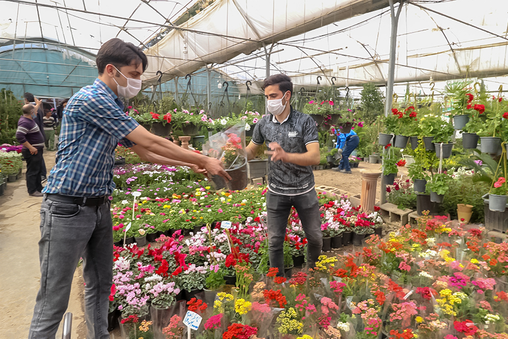 سرانه مصرف گل در ایران بسیار کمتر از شاخص جهانی است