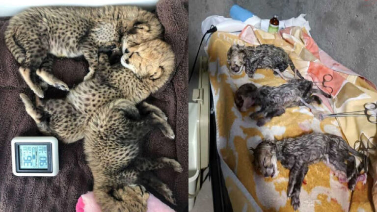 امید به یوزهای ایران