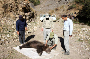 آمار تلفات خرس حداقل یک سوم واقعیت است
