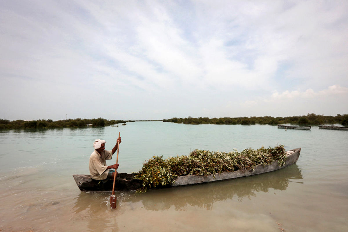 تخریب بیش از ۴۰ درصد جنگل‌های دریایی
