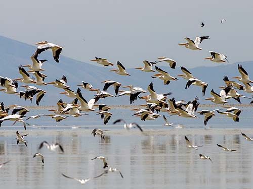 7.2 درصد جمعیت پرندگان ایران در فهرست سرخ