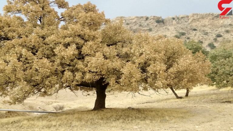 عمده چوب‌های قاچاق در اصفهان، بلوط هستند