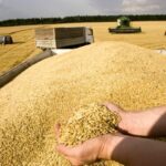 مطالبات ۱۲ هزار میلیارد تومانی گندم‌کاران پرداخت می‌شود