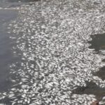 علت مرگ هزاران ماهی در بندر ماهشهر در دست بررسی است