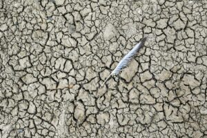 وقوع بدترین خشکسالی در تاریخ فرانسه
