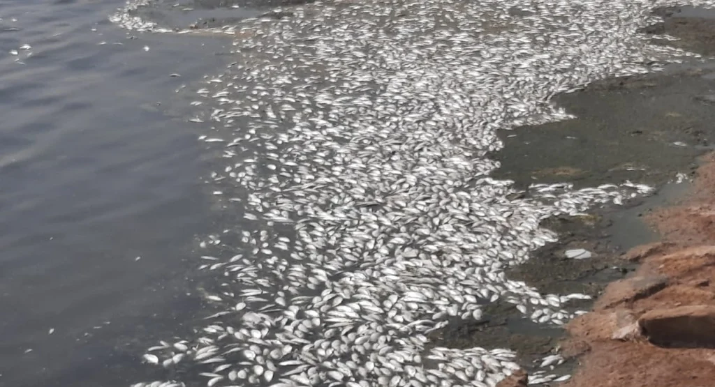علت مرگ هزاران ماهی در بندر ماهشهر در دست بررسی است