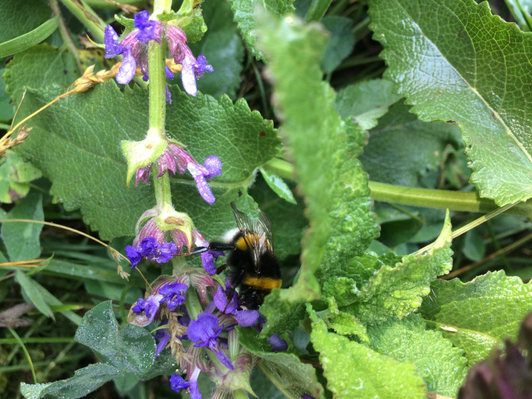 تغییر اقلیم،‌ زنگ خطر انقراض زنبورهای مخملی