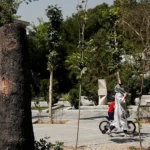 قطع زنجیره‌ای درختان تهران