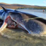کشف لاشه ۲ دلفین و نهنگ در سواحل بحرکان