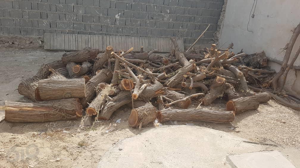 درخواست جلوگیری  از قطع درختان  بلوارهای شهر برازجان
