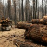 جنگل‌زدایی غارت ثروت ملی است