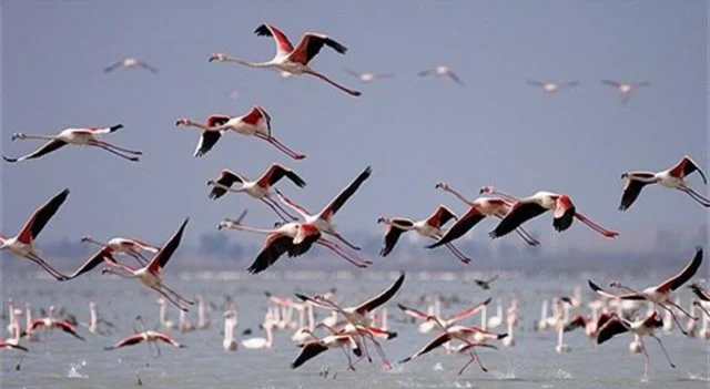 کم‌آبی تالاب‌ها مانع حضور پرندگان مهاجر می‌شود
