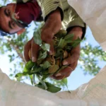 هندوستان ، بادام چهارمحال‌و بختیاری را صادر می‌کند