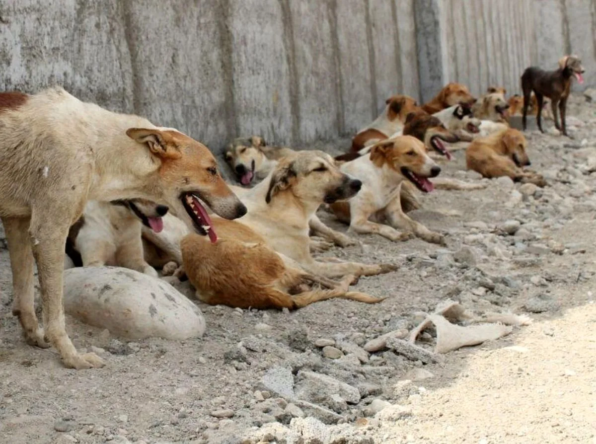 درخواست جایگزینی طرح جمع‌آور ی سگ‌های بلاصاحب  در پناهگاه‌ها با طرح عقیم‌سازی