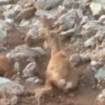 عاملان کشتار حیات وحش منطقه شکار ممنوع کوه سفید دماوند دستگیر شدند