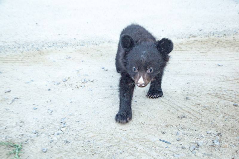 انتقال بی‌هیاهوی توله خرس سیاه
