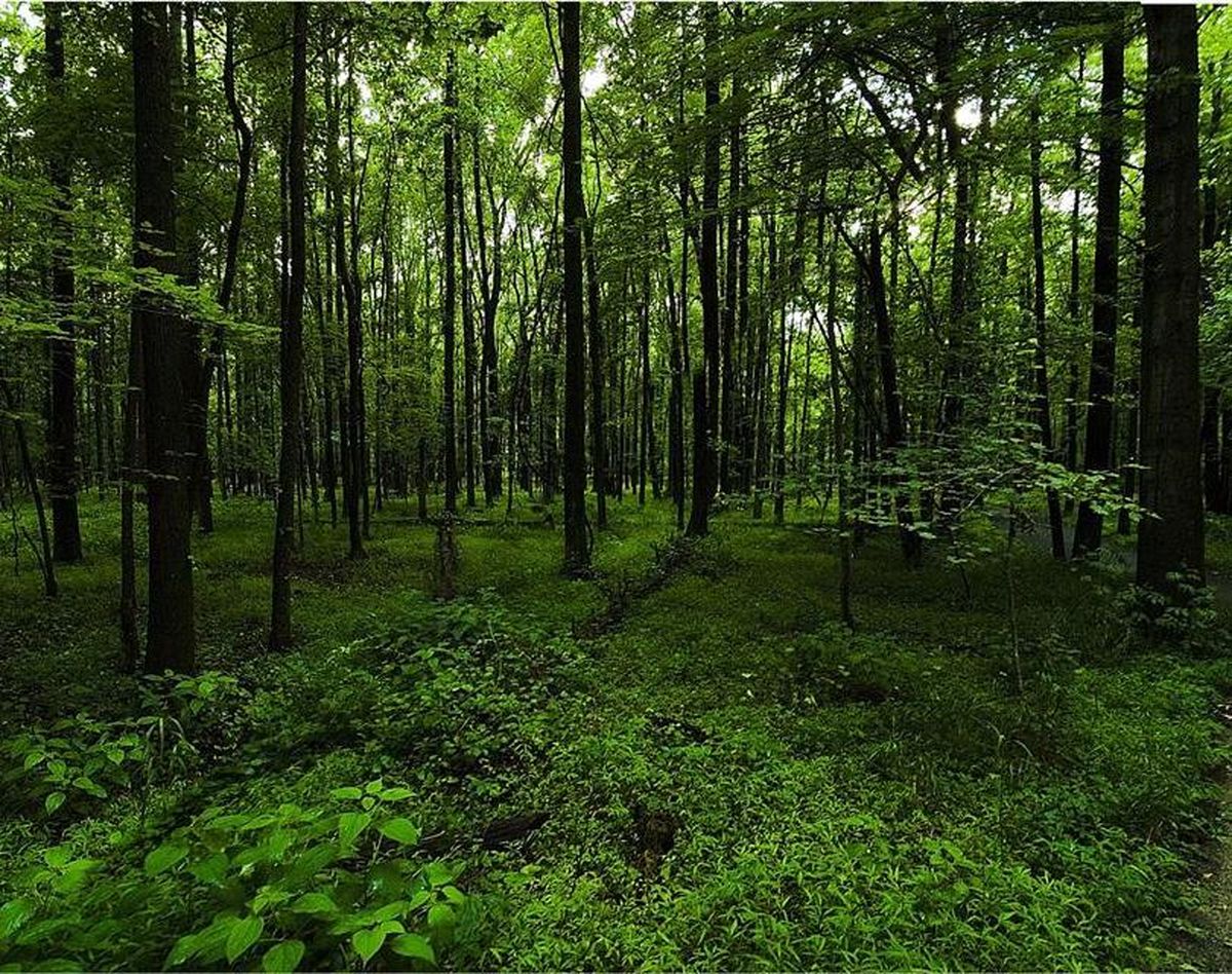 حفاظت جنگل‌ پیش‌نیاز  حفظ محیط زیست طبیعی
