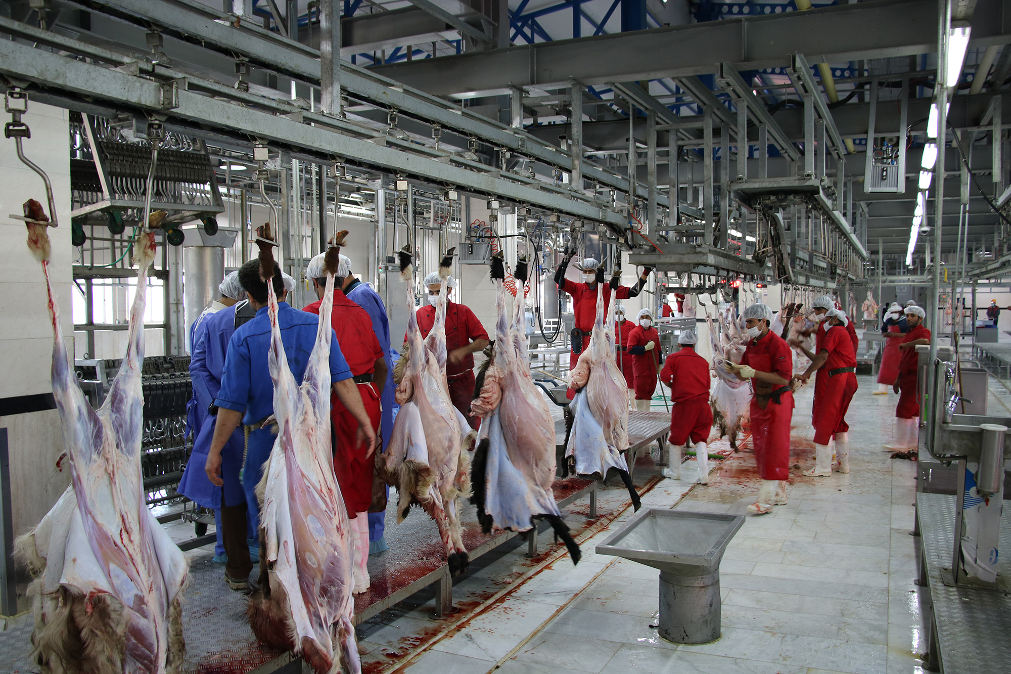کاهش دوباره تولید گوشت گوسفند
