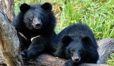 دو خرس سیاه  برای درمان به تهران منتقل شدند