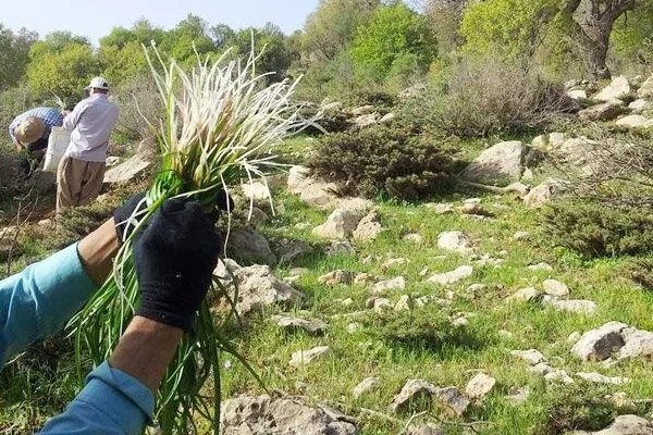 دستگیری تیم بهره‌بردار غیرمجاز گیاه آنغوزه در مراتع کرمان