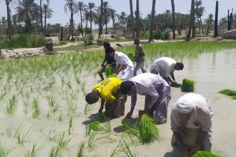 سهم «هور» به شلتوک رسید