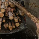 افزایش همیشگی قاچاق چوب