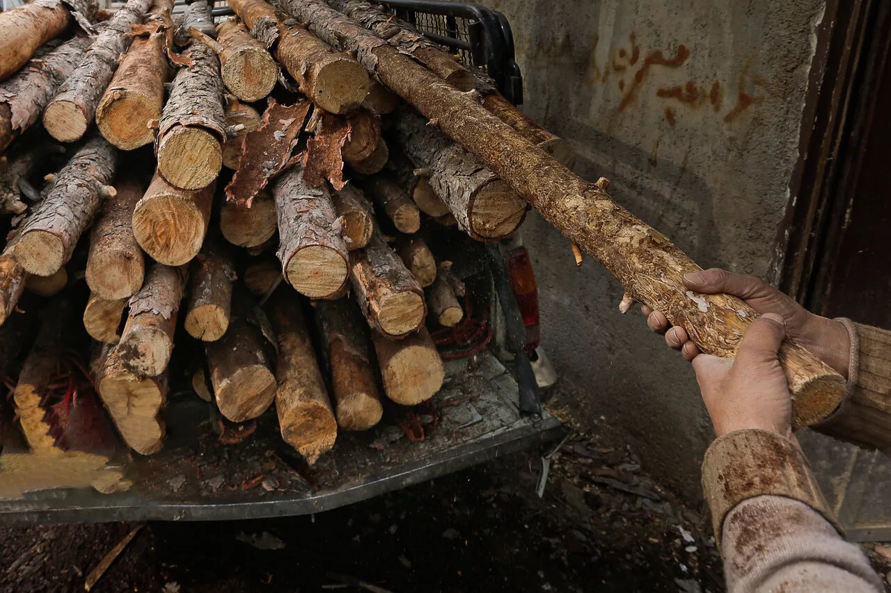 افزایش همیشگی قاچاق چوب