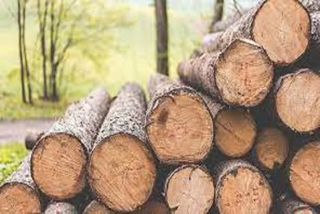 کشف قاچاق چوب در استان تهران