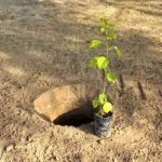 کاشت درخت برای نوزاد تلنگر یا اجبار