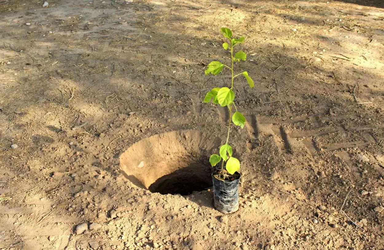 کاشت درخت برای نوزاد تلنگر یا اجبار