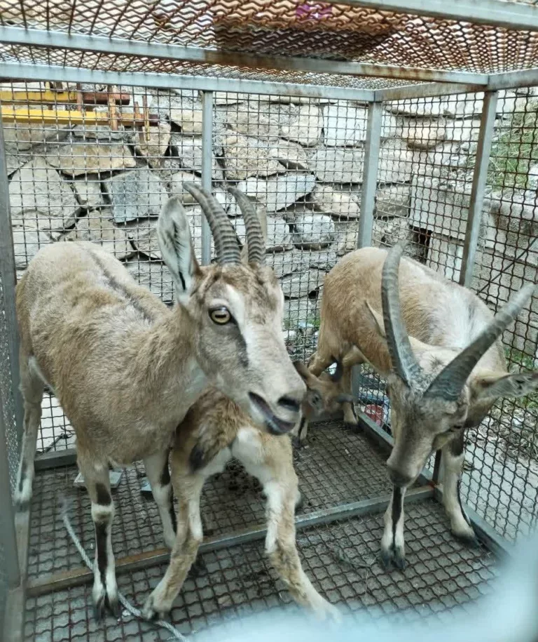 کشف سه رأس کل و بز وحشی زنده در یک دامداری در گچساران