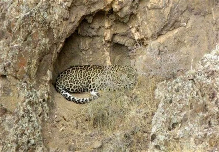 هشت قلاده پلنگ در رشتخوار خراسان رضوی مشاهده شد