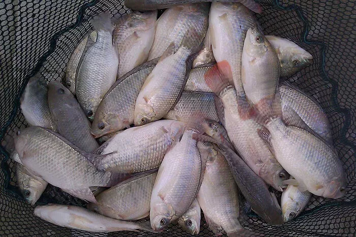 سازمان محیط‌زیست مجوز پرورش ماهی تیلاپیا را صادر نمی‌کند