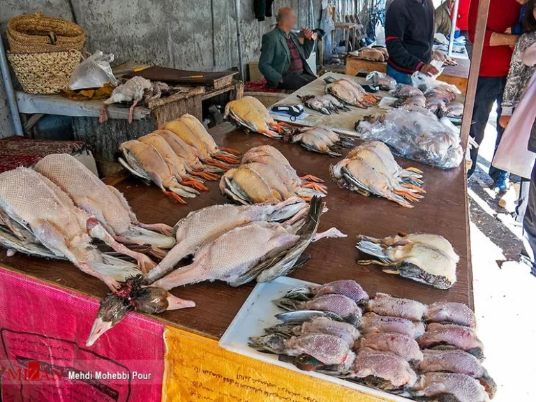 بازار غیرقانونی فروش پرندگان مهاجر فریدونکنار تعطیل شد