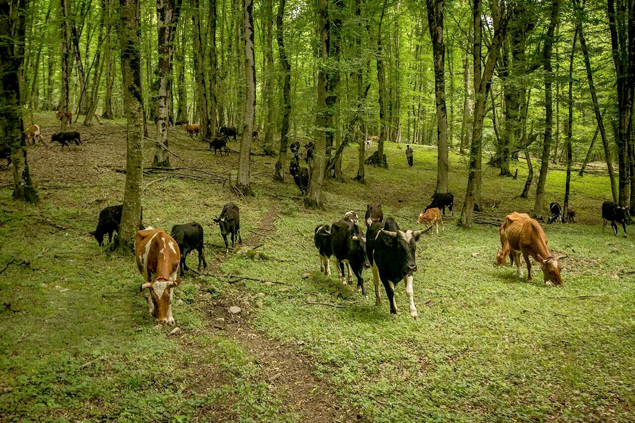 کاهش تنوع زیستی با نگاه اقتصادی به جنگل