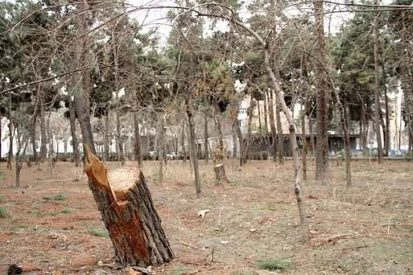 عدم آبیاری علت اصلی آفت‌زدگی درختان چیتگر